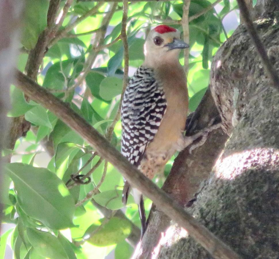 El Valle De Anton La Chachalaca Ngoại thất bức ảnh