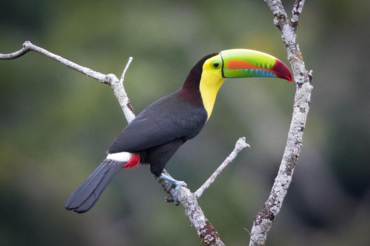 El Valle De Anton La Chachalaca Ngoại thất bức ảnh