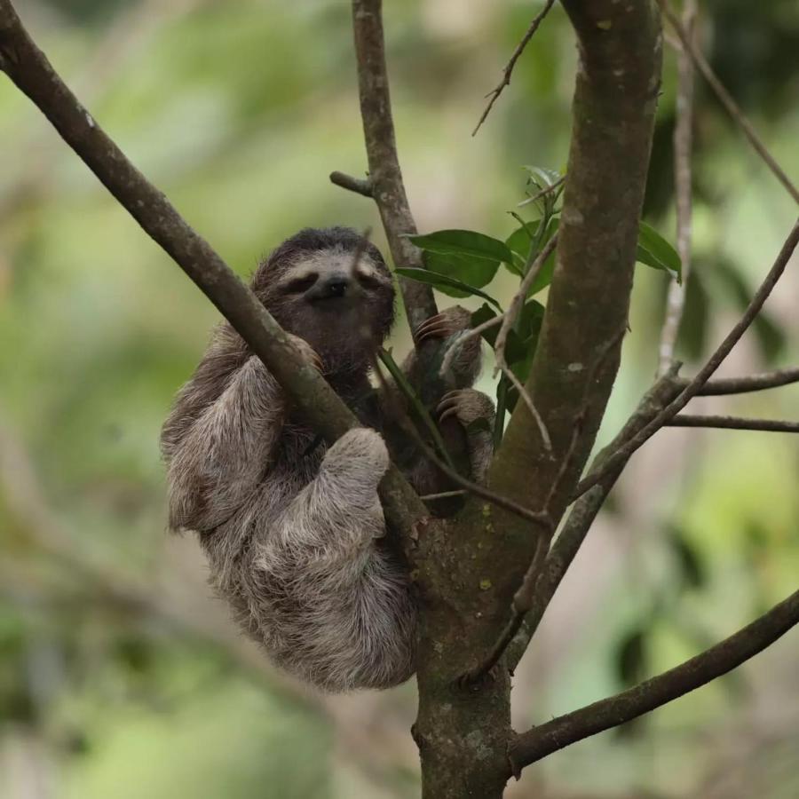 El Valle De Anton La Chachalaca Ngoại thất bức ảnh
