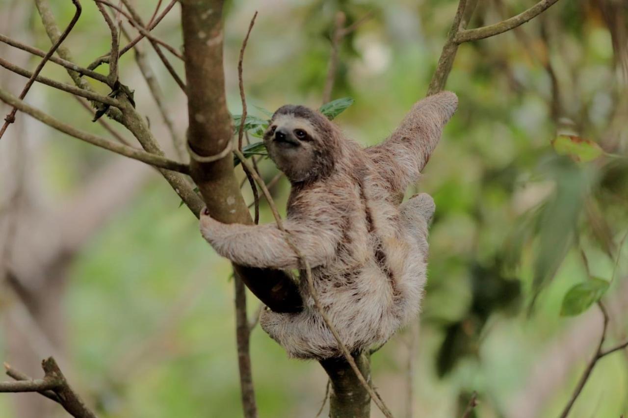 El Valle De Anton La Chachalaca Ngoại thất bức ảnh