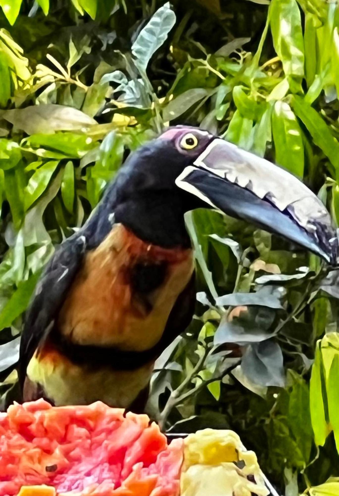 El Valle De Anton La Chachalaca Ngoại thất bức ảnh