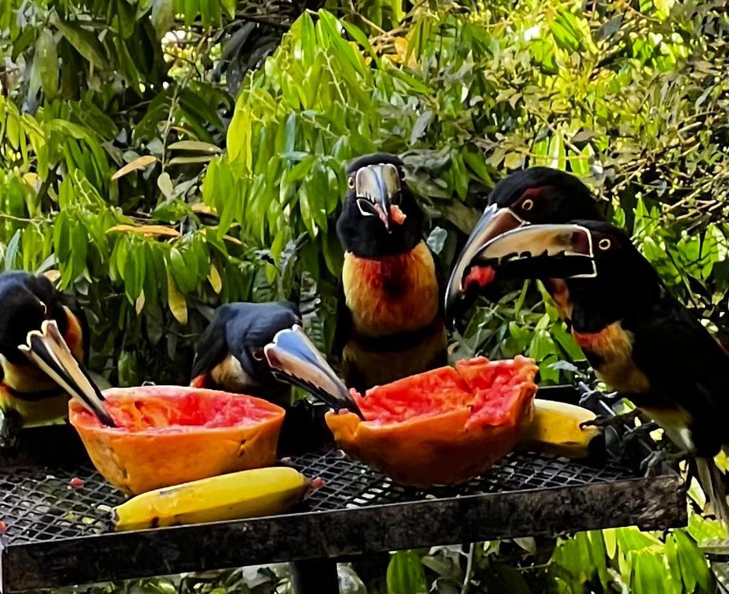 El Valle De Anton La Chachalaca Ngoại thất bức ảnh
