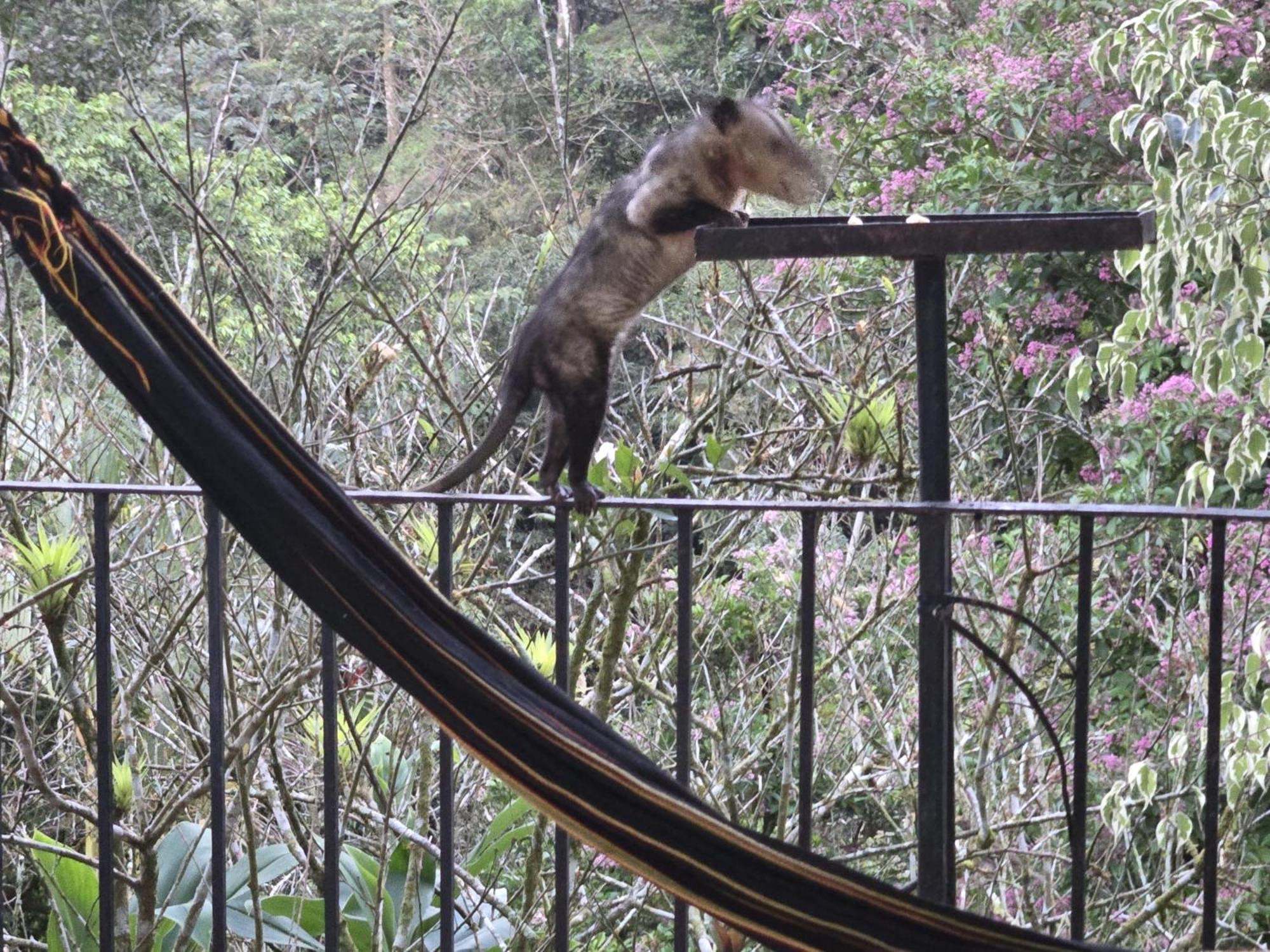 El Valle De Anton La Chachalaca Ngoại thất bức ảnh