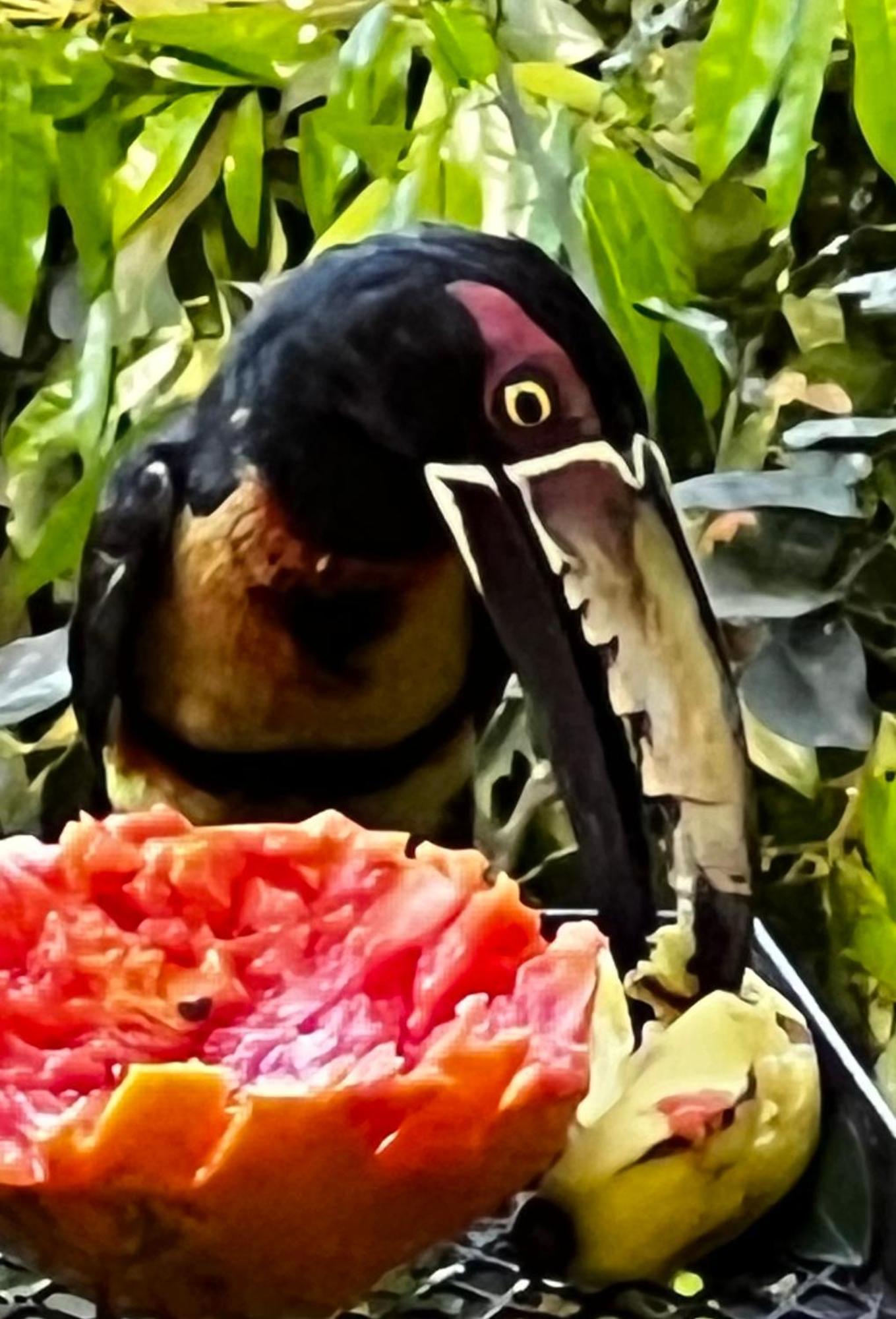 El Valle De Anton La Chachalaca Ngoại thất bức ảnh