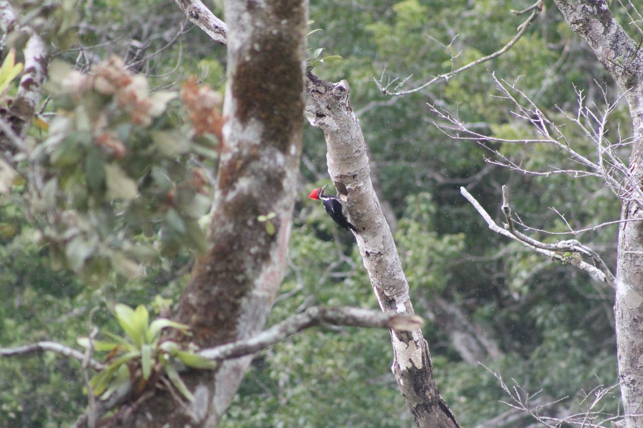 El Valle De Anton La Chachalaca Ngoại thất bức ảnh