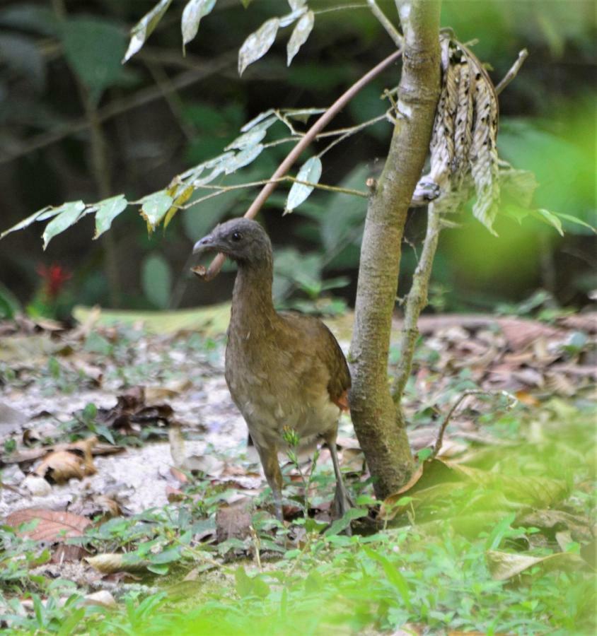 El Valle De Anton La Chachalaca Ngoại thất bức ảnh
