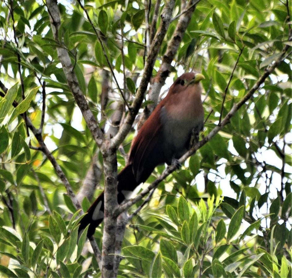 El Valle De Anton La Chachalaca Ngoại thất bức ảnh