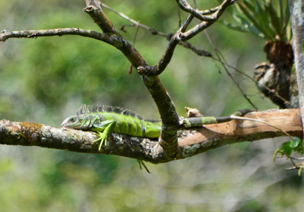 El Valle De Anton La Chachalaca Ngoại thất bức ảnh
