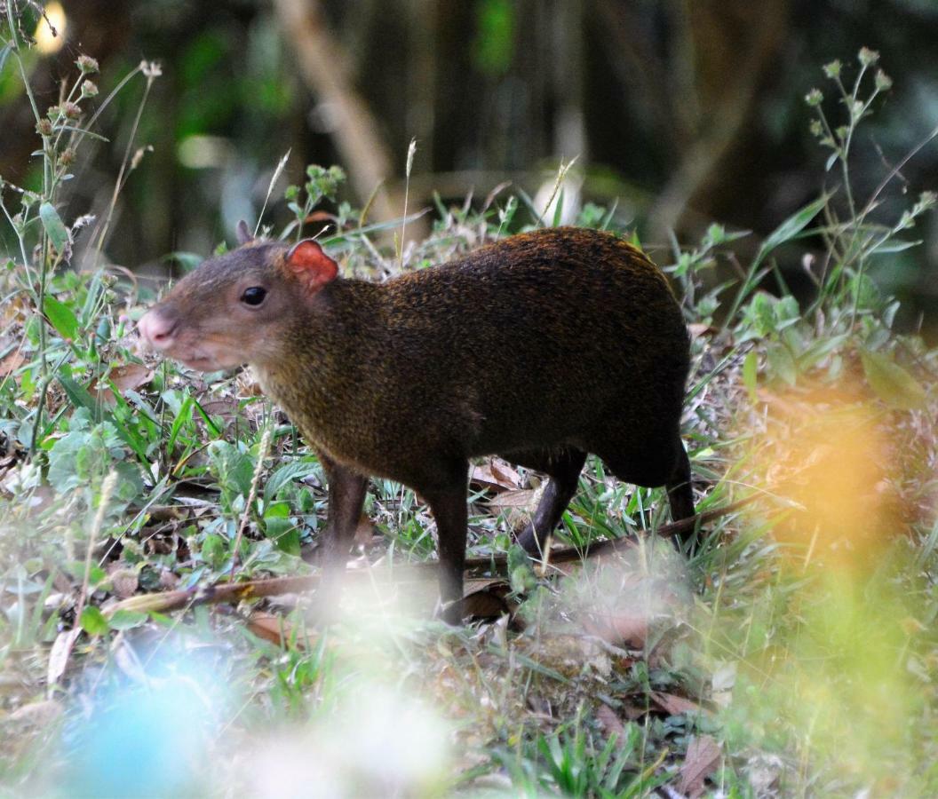 El Valle De Anton La Chachalaca Ngoại thất bức ảnh