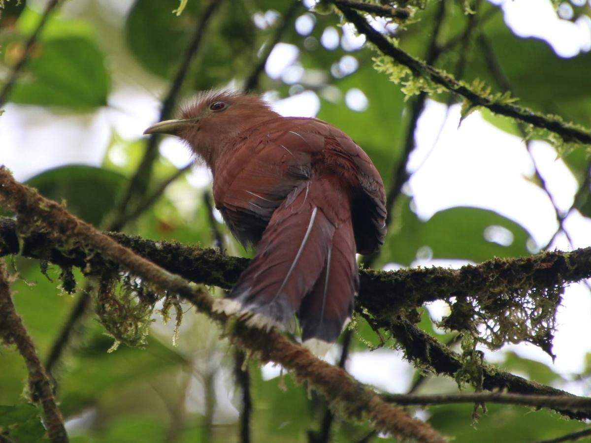 El Valle De Anton La Chachalaca Ngoại thất bức ảnh