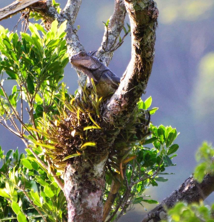 El Valle De Anton La Chachalaca Ngoại thất bức ảnh