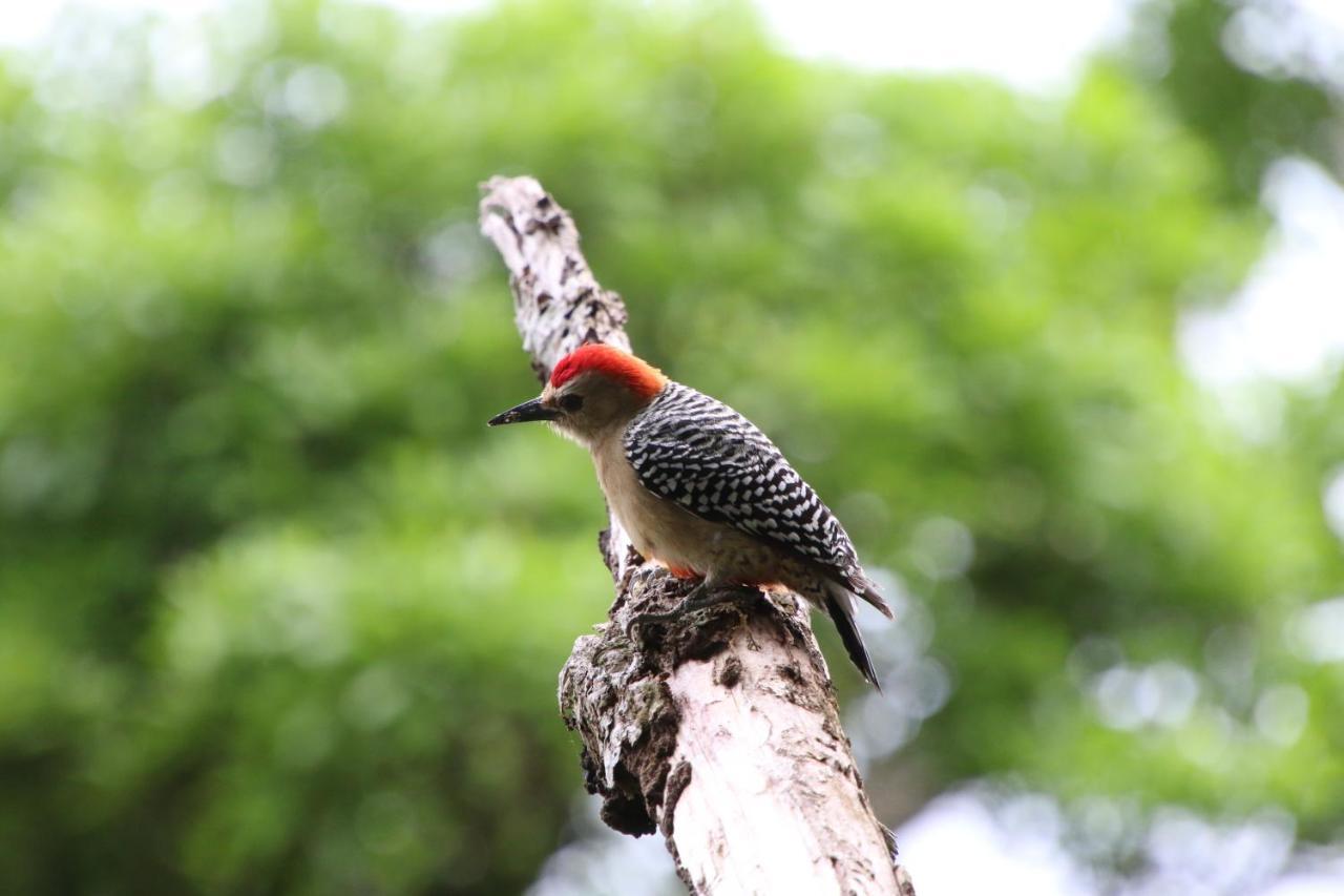 El Valle De Anton La Chachalaca Ngoại thất bức ảnh