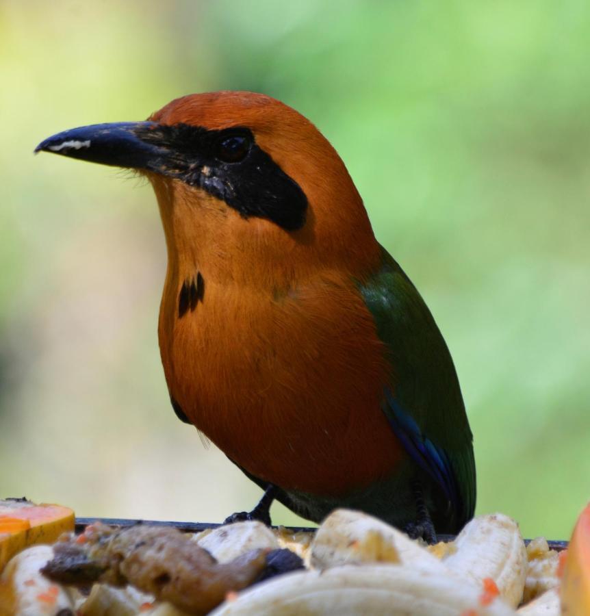 El Valle De Anton La Chachalaca Ngoại thất bức ảnh