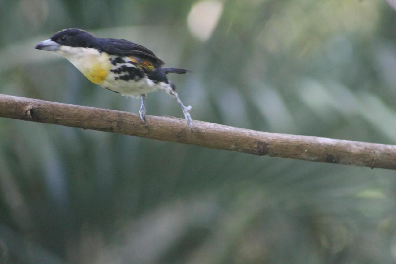 El Valle De Anton La Chachalaca Ngoại thất bức ảnh