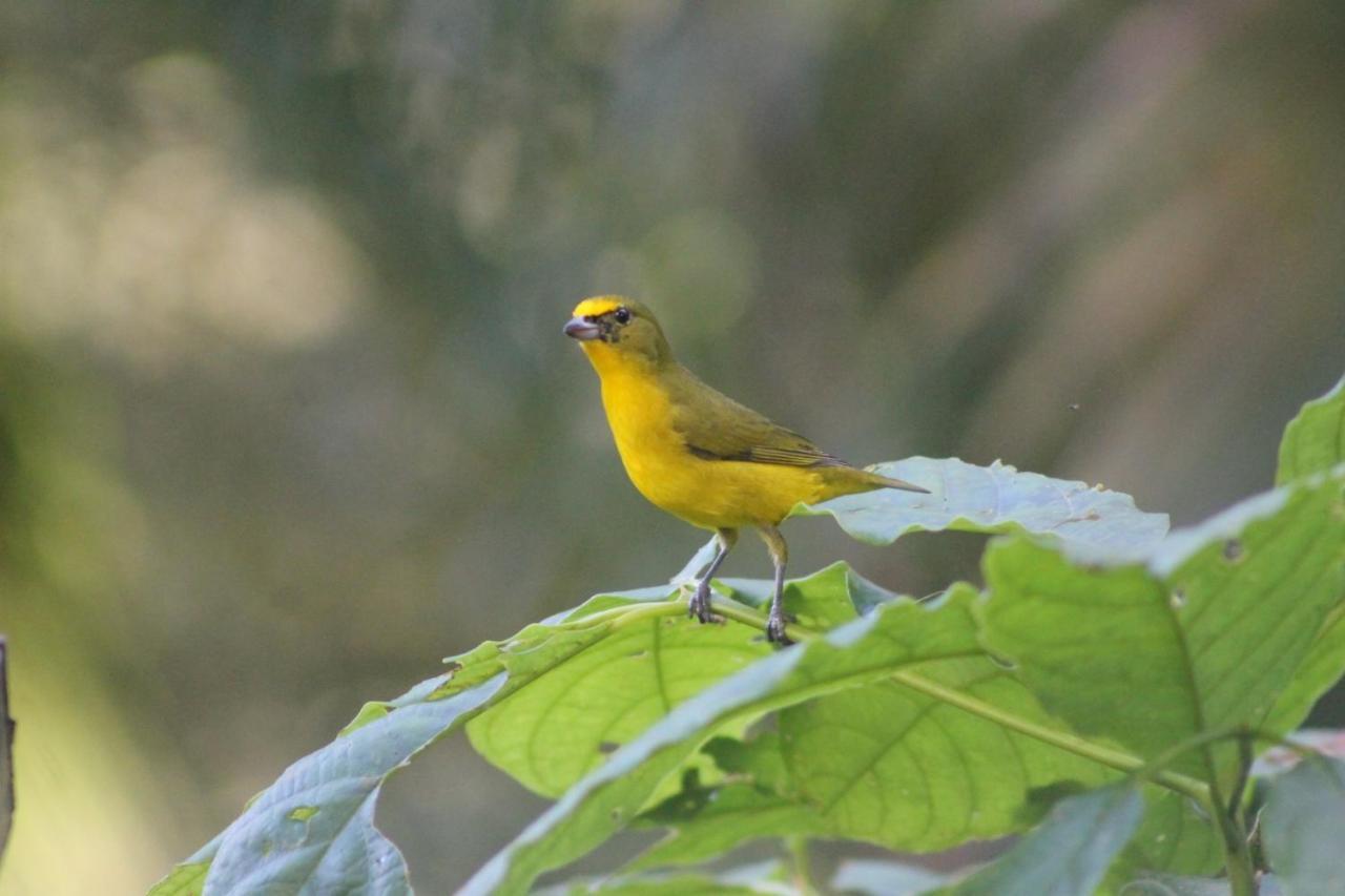El Valle De Anton La Chachalaca Ngoại thất bức ảnh