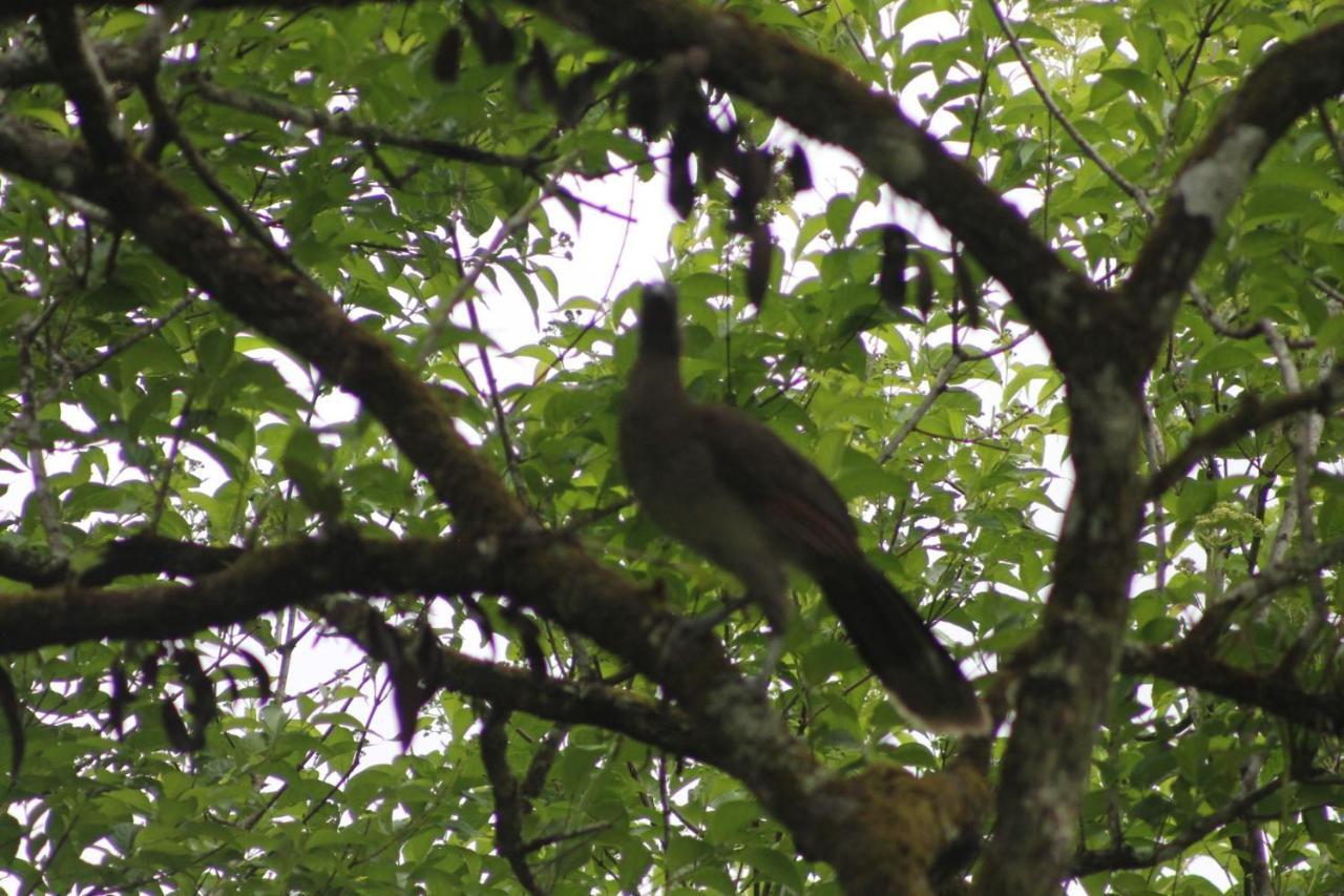 El Valle De Anton La Chachalaca Ngoại thất bức ảnh