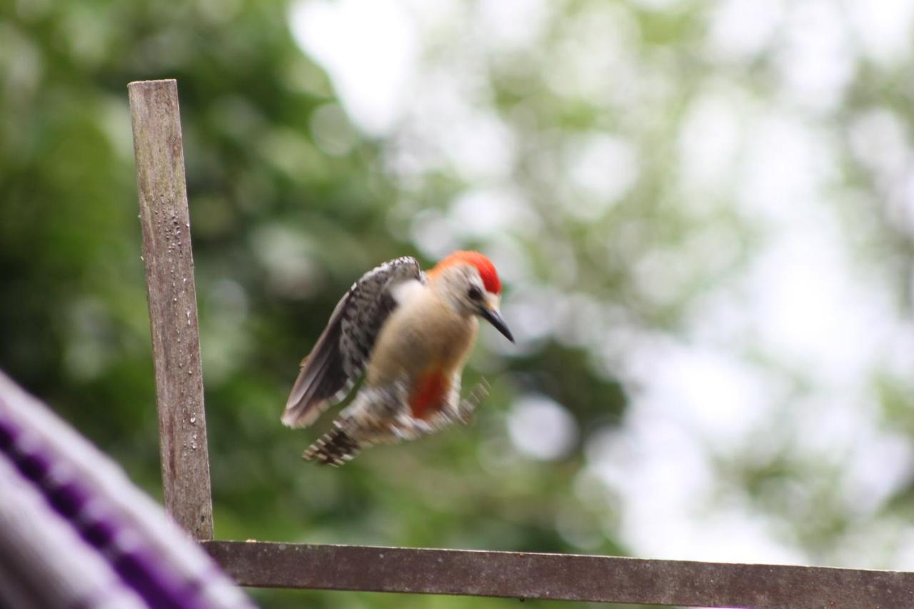 El Valle De Anton La Chachalaca Ngoại thất bức ảnh